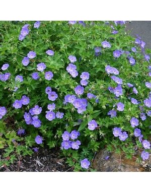 Geranium, Geranium x gerwat 'Rozanne' Cranesbill 1G