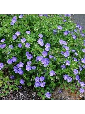 Geranium, Geranium x gerwat 'Rozanne' Cranesbill 1G