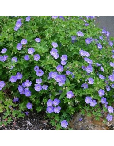 Geranium, Geranium x gerwat 'Rozanne' Cranesbill 1G