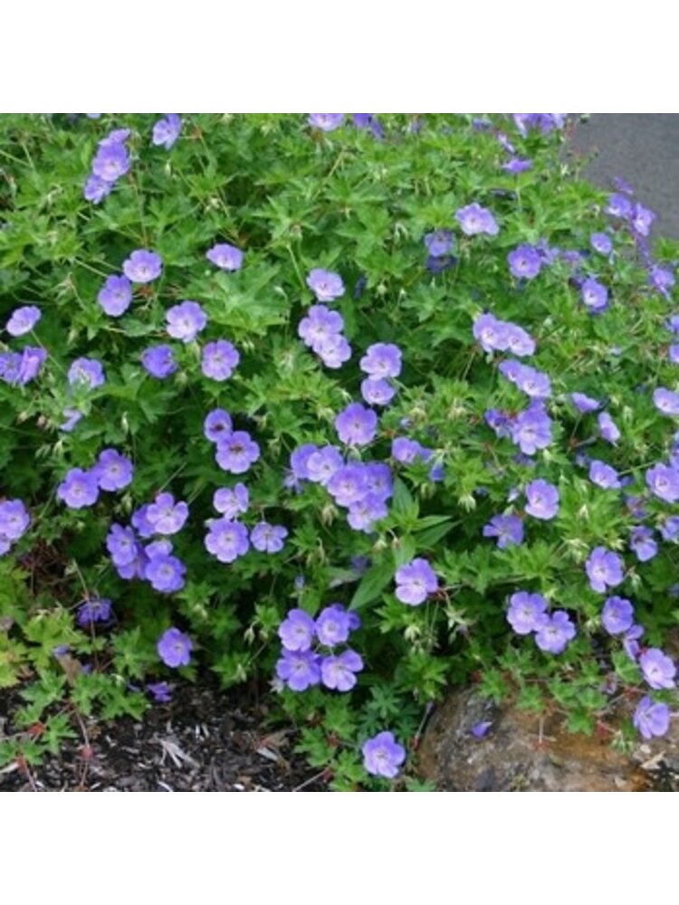 Geranium, Geranium x gerwat 'Rozanne' Cranesbill 1G