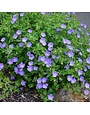 Geranium, Geranium x gerwat 'Rozanne' Cranesbill 1G