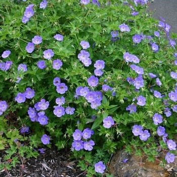Geranium, Geranium x gerwat 'Rozanne' Cranesbill 1G