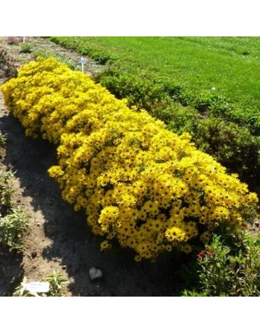 Sunflower, Helianthus salicifolius 'Autumn Gold' (Perennial) 1G