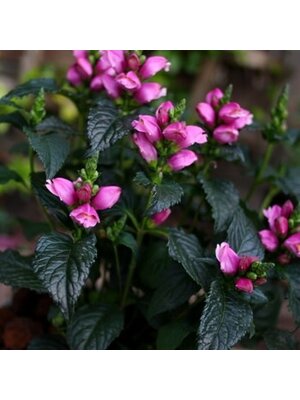 Turtlehead, Chelone obliqua 'Tiny Tortuga' 1G NATIVE