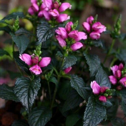 Turtlehead, Chelone obliqua 'Tiny Tortuga' 1G NATIVE