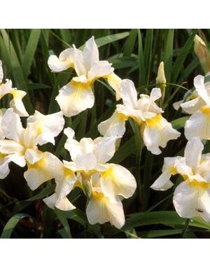 Iris, Iris sibirica 'Butter and Sugar' 1G