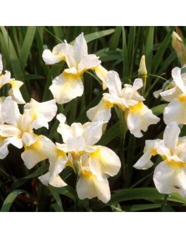 Iris, Iris sibirica 'Butter and Sugar' 1G