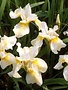 Iris, Iris sibirica 'Butter and Sugar' 1G