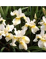 Iris, Iris sibirica 'Butter and Sugar' 1G
