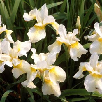 Iris, Iris sibirica 'Butter and Sugar' 1G