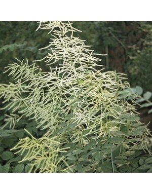 Goat's Beard, Aruncus dioicus 'Eastern' 1G NATIVE