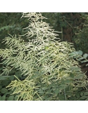 Goat's Beard, Aruncus dioicus 'Eastern' 1G NATIVE