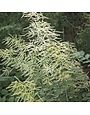 Goat's Beard, Aruncus dioicus 'Eastern' 1G NATIVE