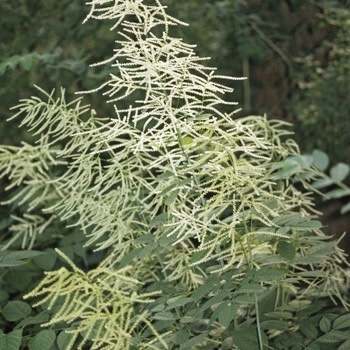 Goat's Beard, Aruncus dioicus 'Eastern' 1G NATIVE