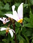 Shooting Star, Dodecatheon meadia 'Eastern Shooting Star' 1G