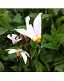 Shooting Star, Dodecatheon meadia 'Eastern Shooting Star' 1G