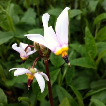 Shooting Star, Dodecatheon meadia 'Eastern Shooting Star' 1G