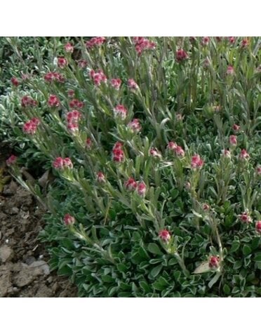 Pussytoes, Antennaria solitaria 'Singlehead Pussytoes' 1G NATIVE