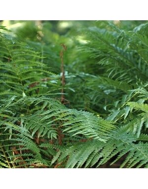 Fern, Osmundastrum cinnamomeum 'Cinnamon Fern' 3G