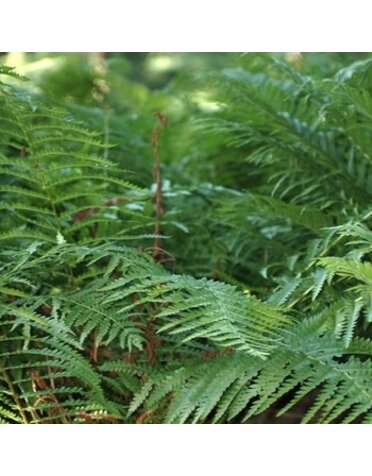 Fern, Osmundastrum cinnamomeum 'Cinnamon Fern' 3G