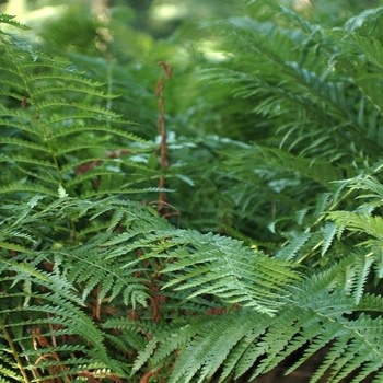 Fern, Osmundastrum cinnamomeum 'Cinnamon Fern' 3G