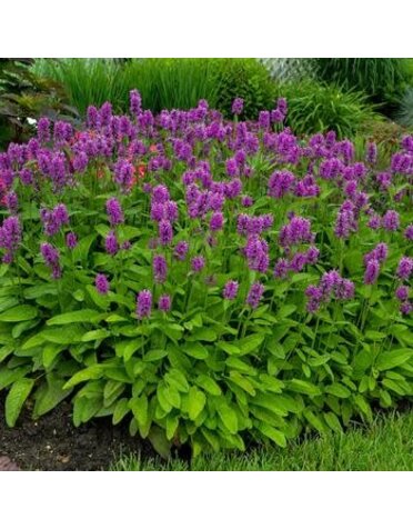 Betony, Stachys monieri 'Hummelo' 1G
