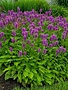 Betony, Stachys monieri 'Hummelo' 1G