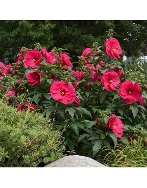 Hardy Hibiscus, Hibiscus 'Summer in Paradise' PP28730 3G