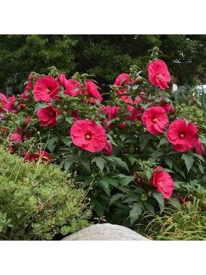 Hardy Hibiscus, Hibiscus 'Summer in Paradise' PP28730 3G
