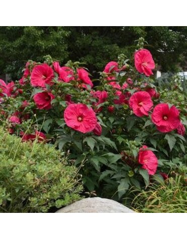 Hardy Hibiscus, Hibiscus 'Summer in Paradise' PP28730 3G