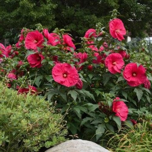 Hardy Hibiscus, Hibiscus 'Summer in Paradise' PP28730 3G