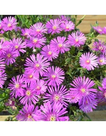Iceplant, Delosperma cooperi 'Hardy Ice Plant' 1G