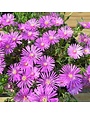 Iceplant, Delosperma cooperi 'Hardy Ice Plant' 1G
