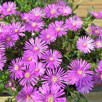 Iceplant, Delosperma cooperi 'Hardy Ice Plant' 1G
