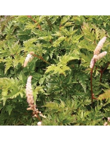 Goat's Beard, Aruncus aethusifolius 'Noble Spirits' 1G