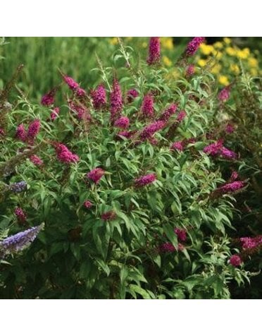 Butterfly Bush, Buddleia x 'Boscranz' CranRazz™ 3G