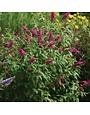 Butterfly Bush, Buddleia x 'Boscranz' CranRazz™ 3G