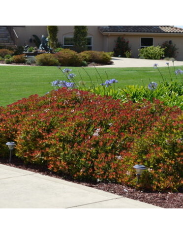 Hawthorn, Rhaphiolepis indica 'Snow White' 3G