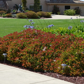 Hawthorn, Rhaphiolepis indica 'Snow White' 3G