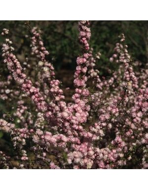 Flowering Almond, Prunus glandulosa 'Rosea Plena' 3G