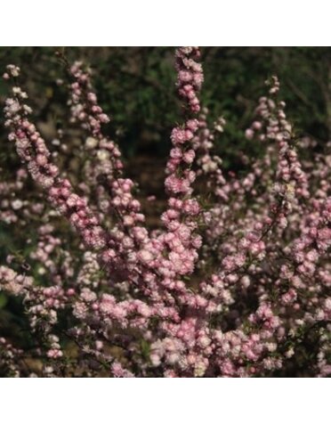 Flowering Almond, Prunus glandulosa 'Rosea Plena' 3G