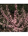 Flowering Almond, Prunus glandulosa 'Rosea Plena' 3G