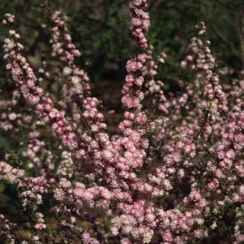 Flowering Almond, Prunus glandulosa 'Rosea Plena' 3G