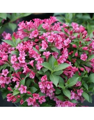 Weigela, Weigela florida 'VUKOZLyra' Snippet® Dark Pink 3G