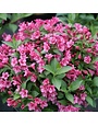 Weigela, Weigela florida 'VUKOZLyra' Snippet® Dark Pink 3G