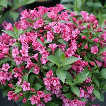Weigela, Weigela florida 'VUKOZLyra' Snippet® Dark Pink 3G