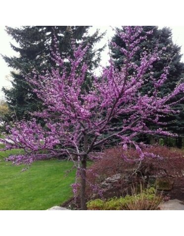 Redbud, Cercis canadensis 'Eastern Redbud' 5G
