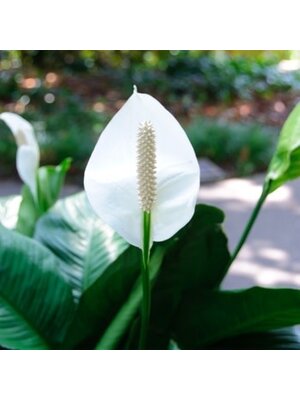 Peace Lily, Spathiphyllum 4"