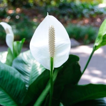 Peace Lily, Spathiphyllum 4"
