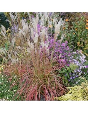 Maiden Grass, Miscanthus sinensis 'Little Miss' 3G